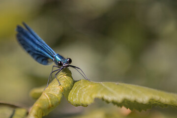 Une libellule bleue sur une feuille de noisetier © Vincent