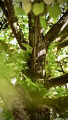 Obraz premium Close-up of a tree trunk with epiphytic ferns and moss in a sun-dappled fo