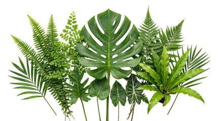 Collection of various tropical green leaves arranged together on a clean white background © Peter