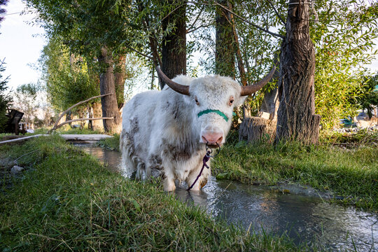Animaux Kirghiz Le Yack