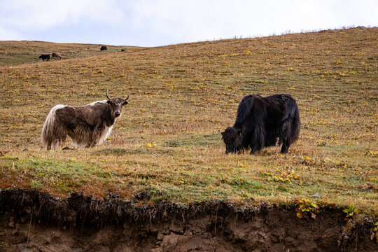 Animaux Kirghiz Les Yack