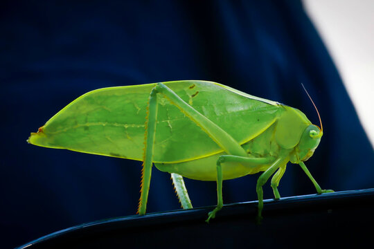 saltamontes, grillo, insecto