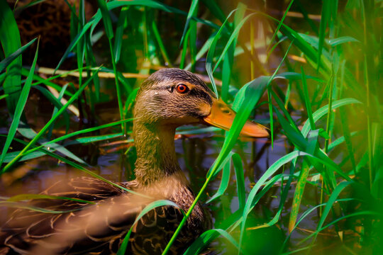 ave pato