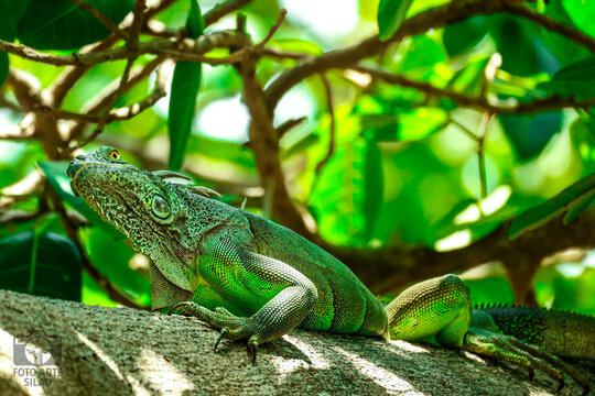 iguana, reptil