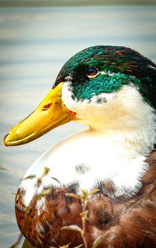 Ave pato