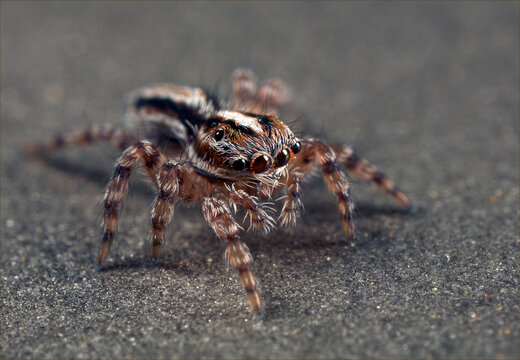 Small Brown Jumping Spider