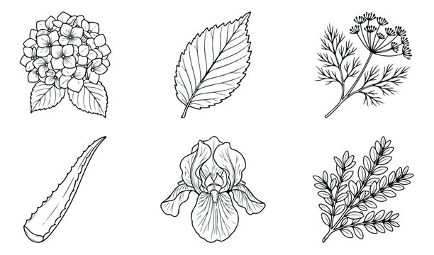Vintage botanical line art collection, hand drawn floral sketches of hydrangea and iris, set of 6 black and white garden plant vector icons