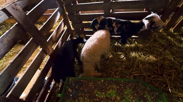 High angle shot of cute newborn lamb and spotted baby goat kids standing together in wooden barn pen with straw bed, livestock farming and animal husbandry concept stock video footage