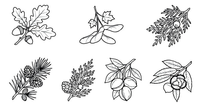 Vintage botanical line art collection, hand drawn forest tree seeds and leaves vector set, 7 black and white nature illustrations for organic branding