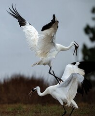 Obraz premium Whooping Cranes claiming territories