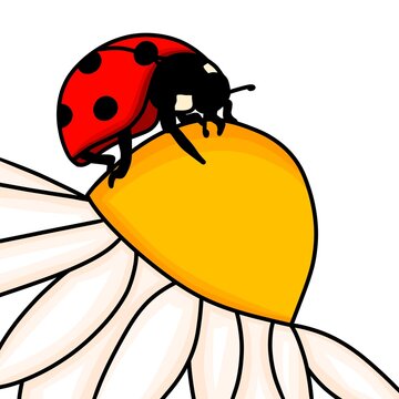 Cute red ladybug sitting on white daisy flower vector illustration. Hand drawn cartoon ladybird insect crawling on chamomile blossom for kids design, sticker, pattern, and icon.