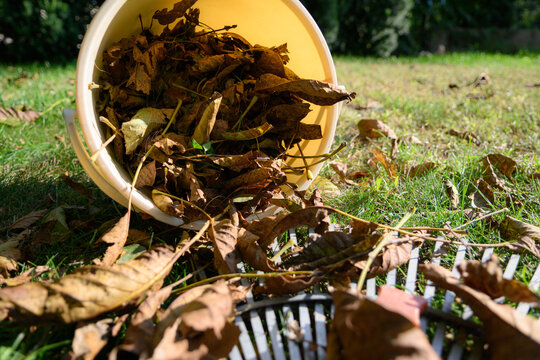 Close-up ground level view of dry autumn leaves and a leaf rake with a bucket spilling leaves on a green lawn.