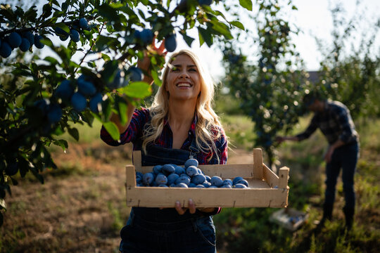 Woman picking fresh plums into wooden crate