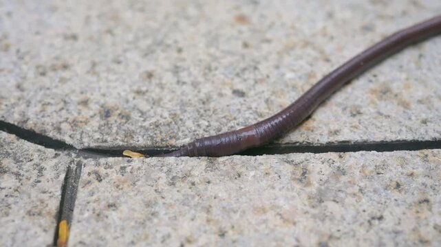 close up of earthworm crawling on stone pavement