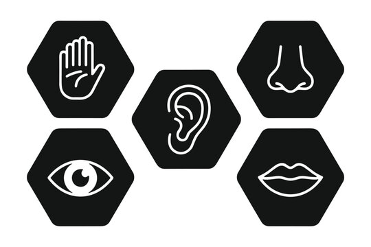 Five Human Senses Icons: A collection of five minimalist hexagonal icons representing the human senses of sight, hearing, smell, taste, and touch, presented in a clear and simple graphic design.