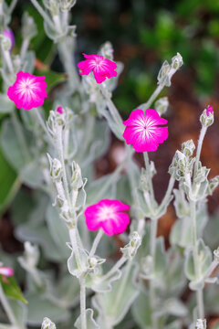 Rose campion blooming with bright magenta flowers in a spring garden