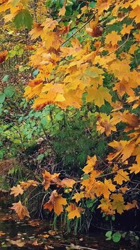 Close-up of maple tree branch with vibrant golden yellow fall foliage sway in wind on overgrown shore of pond or river in forest or park. Natural background from lush autumn leaves, vertical shot.