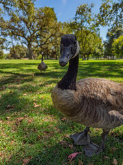 Canada goose standing close to camera on green grass at park © Cam
