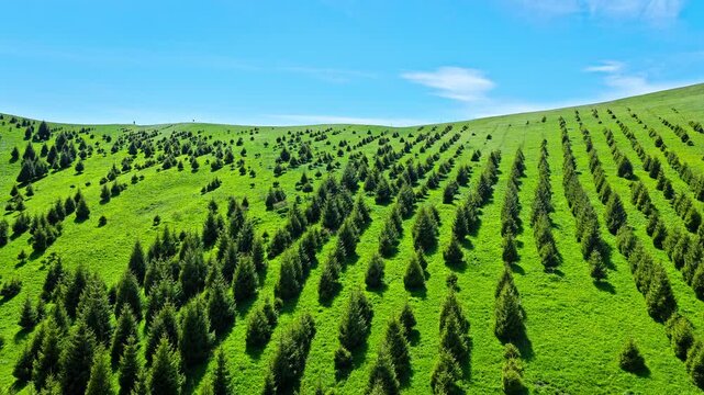 Aerial view of a green hillside with rows of planted pine trees for afforestation and forest conservation in Xinjiang, China
