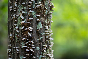 Fungi Covered Tree © Charles
