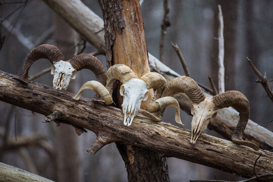 Still life with ram skulls