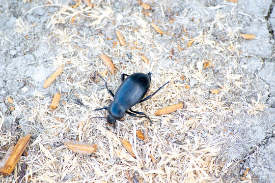 Macro shot of a black beetle on dry, dusty ground with straw debris