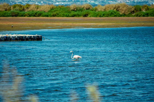 Pink Flamingo in Coastal Estuary at Daylight