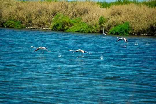 Gulls Flying Over Deep Blue River with Lush Wetland Vegetation