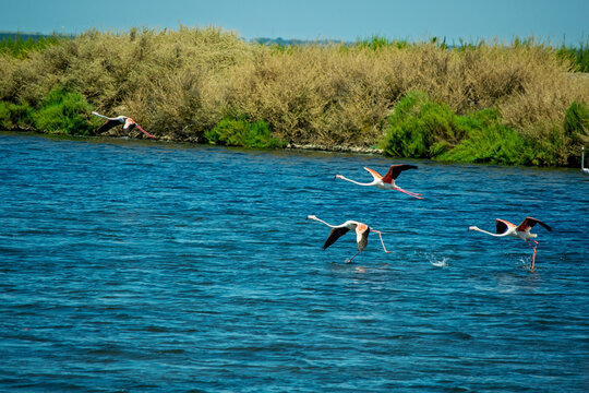 Egrets Flying Over a Blue River at Sunset