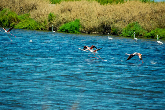 Egrets Wading in a Tropical Wetland River