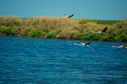 Egrets flying over a river at a natural wetland habitat