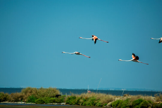 Three Egrets Flying Over a Lush Wetland Landscape Under a Clear Blue Sky