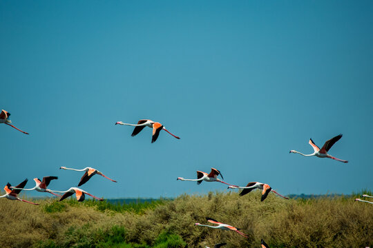 Pink Flamingos Flying Over Wetland Grassland Under Blue Sky
