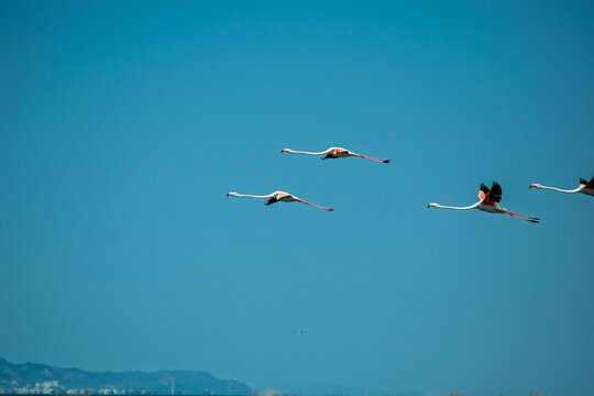 Egrets Flying in the Clear Blue Sky