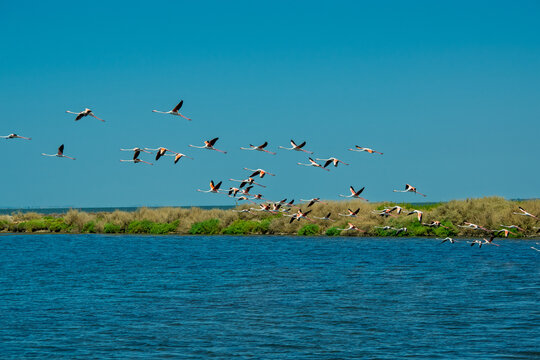 Coastal wildlife scene with gulls flying over a river at the grassy bank