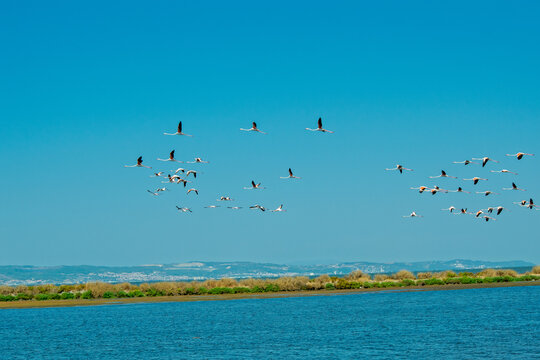 Seagulls flying over calm blue water and distant shoreline