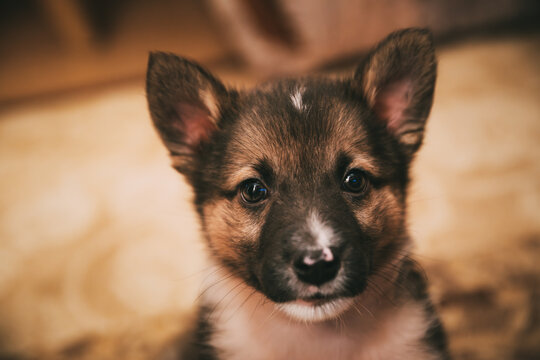 Mixed Breed Puppy Portrait