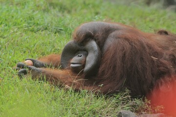 A side view of a male bornean orangutan lying on the grass while gazing ahead © Pitokung