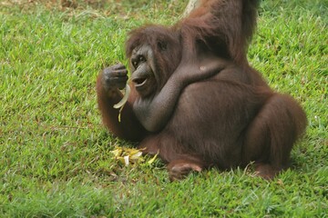 A female bornean orangutan is seen sitting on the grass while eating a banana © Pitokung