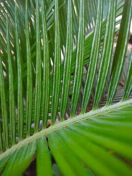 Close Up Texture of Green Cycas Palm Leaves