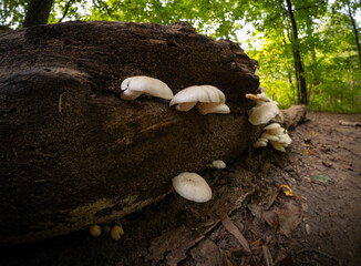 mushrooms in the forest © Dominic Baima