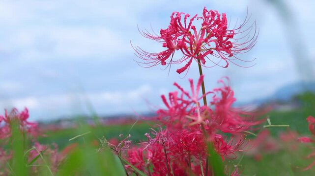 群生から頭を覗かせる一輪の彼岸花 スローモーション 福岡の秋