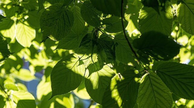 Sunlight filtering through vibrant green leaves, casting dappled shadows on a bright day