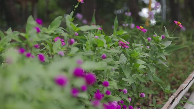 紫の千日紅と百日草が咲く庭園のスローモーション 初秋の花壇