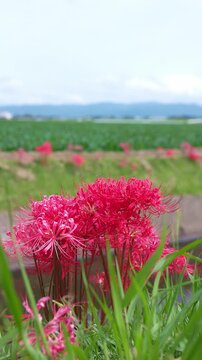 緑の草越しに捉えた彼岸花の縦位置クローズアップ 初秋の福岡