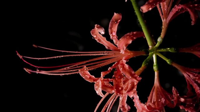 Tokyo,Japan - September 17, 2026: Closeup of Red spider lily or Lycoris radiata  in the rain at dawn
