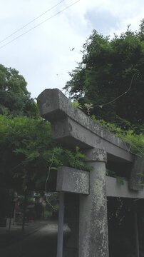 新緑に包まれる歴史ある石鳥居の縦位置アングル 神社風景 福岡