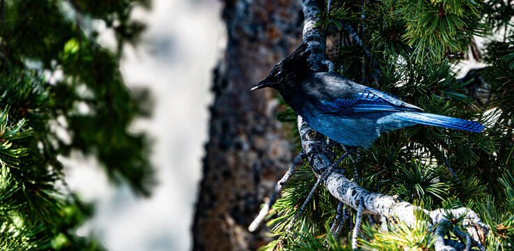 blue bird on a branch
