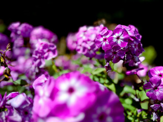 Phlox. Fleurs mauve dans le jardin, sur fond d'herbe verte. © Pascal Huot