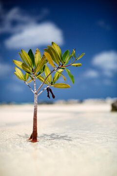 Young Mangrove Sapling Growing on Sandy Beach in Shallow Tropical Water